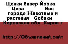 Щенки бивер Йорка  › Цена ­ 30 000 - Все города Животные и растения » Собаки   . Кировская обл.,Киров г.